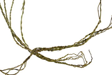 vine roots (Cayratia trifolia) liana ivy plant bush, nature frame jungle border, isolated on white background with clipping path included. Floral Desaign. HD Image and Large Resolution.