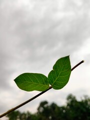 green leaves against blue sky