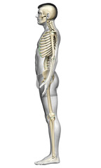 3d rendered, medically accurate illustration of a male skeleton system