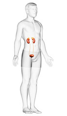 3d rendered, medically accurate illustration of the kidneys