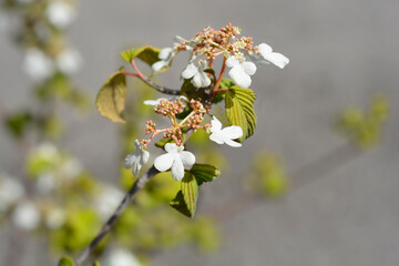 Japanese snowball Mariesii