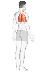 3d rendered, medically accurate illustration of a male lung anatomy