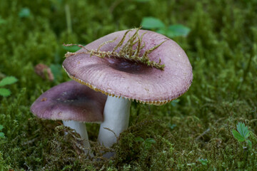 Edible mushroom Russula puellaris in the spruce forest. Known as Yellowing Brittlegill. Wild mushrooms with purple cap growing in the moss. - obrazy, fototapety, plakaty