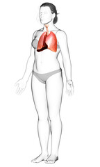 3d rendered, medically accurate illustration of a female lung anatomy
