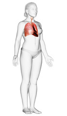 3d rendered, medically accurate illustration of a female lung anatomy