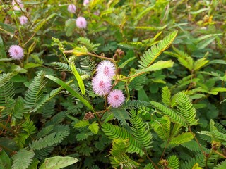 Princess shy Flower (Mimosa Pudica) Grows in Borneo Tropical Nature