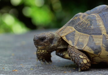 close up of a greek tortoise 