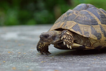 wise greek tortoise walking on stone