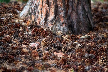 A lot of pine cones close-up.
