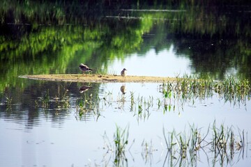 Birds are sitting on an islet.