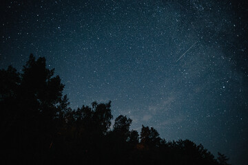 starry night in a pine forest