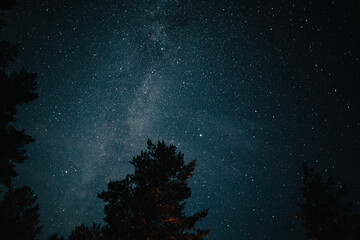 starry night in a pine forest