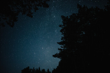 Fototapeta na wymiar starry night in a pine forest