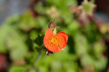Dwarf orange avens
