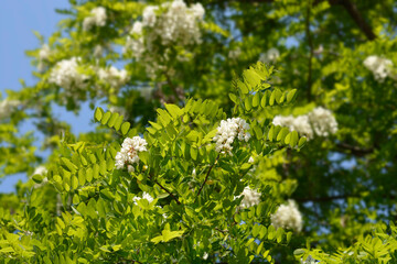 Black locust