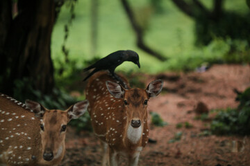 sika deer from sri lanka