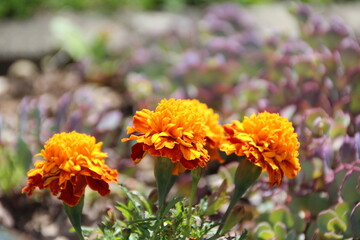 tagetes