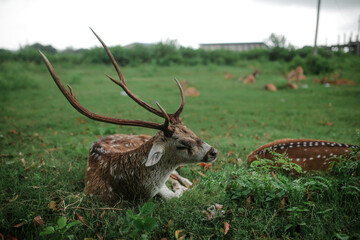 sika deer from sri lanka