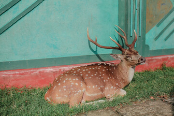 sika deer from sri lanka