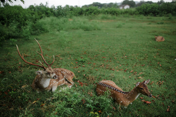 sika deer from sri lanka