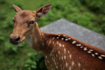 sika deer from sri lanka