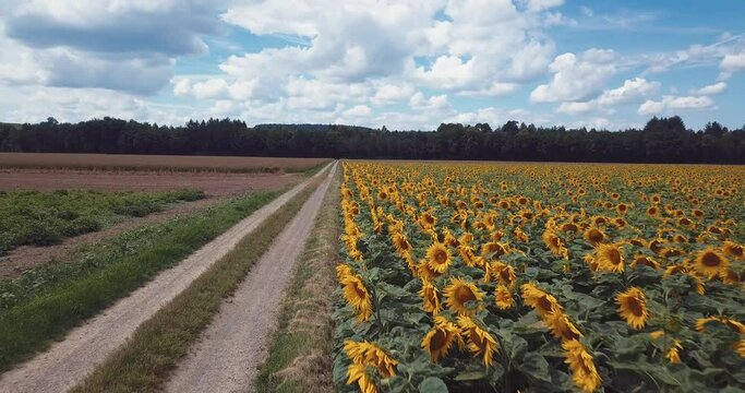 plantation de tournesol 