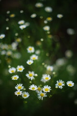 white daisy flowers grow in summer garden.