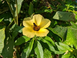 bees looking for damiana flower nectar (Turnera Diffusa)