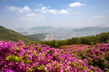 Obraz premium The mountain is in full bloom.