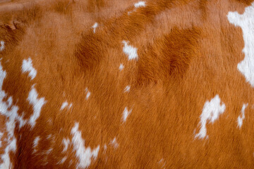 Texture of a brown Cow Coat. Fragment. White and brown spots.