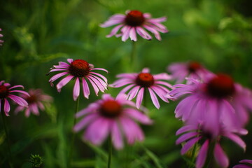 Obraz premium Purple echinacea flowers bush grow in the garden
