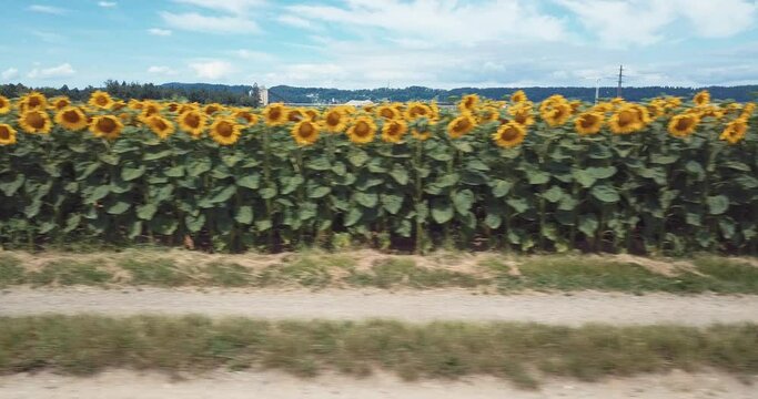 champ de tournesol et chemin 