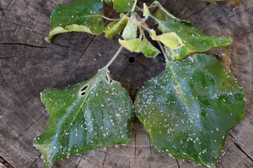 Apricot twig with aphids on a wooden surface, top view. Aphids (lat.Aphidoidea) - a superfamily of...
