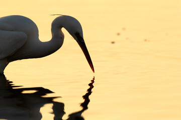 Western reef heron white with dramatic reflection on water during morning hours at Tubli bay,...