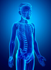 3d rendered, medically accurate illustration of a young boy skeleton system