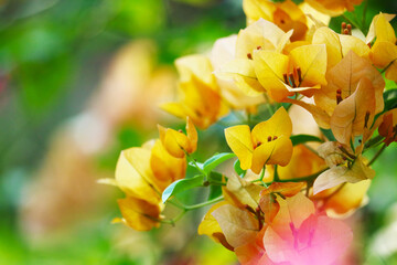 bougainvillea flowers yellow color white pollen blooming in the garden in rainy