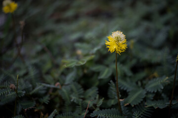 yellow dandelion flower