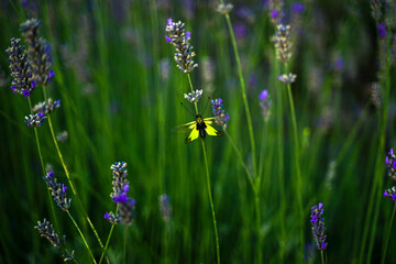 insetto su fiore di lavanda