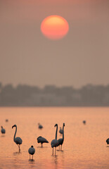 Greater Flamingos and sunrise at Tubli bay, Bahrain