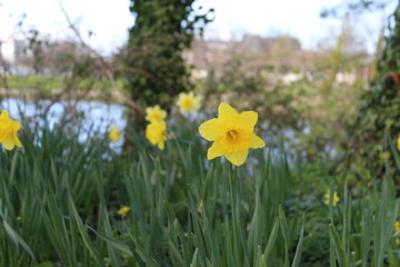 Fototapeta premium daffodils in spring