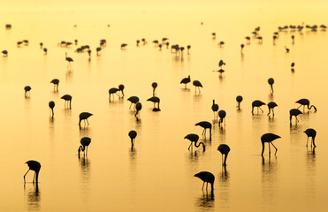 Greater Flamingos feeding at Tubli bay at sunrise, Bahrain