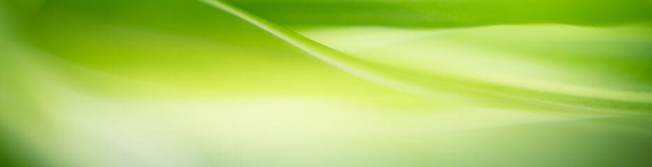 Nature of green leaf in garden at summer. Natural green leaves plants using as spring background cover page greenery environment ecology wallpaper