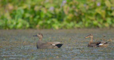 A couple of Wild Birds Are Moving On The Lake .