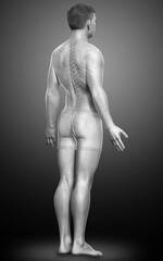 Fototapeta premium 3d rendered illustration of the male body