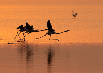 Silhouette of Greater Flamingos takeoff in the morning during sunrise, Bahrain