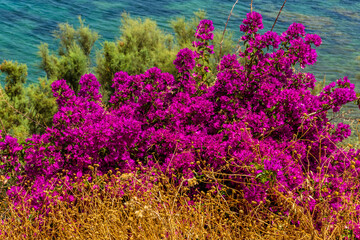 Obraz premium Bouganville growing on the side of a cliff at Castellammare del Golfo, Sicily in the summertime.