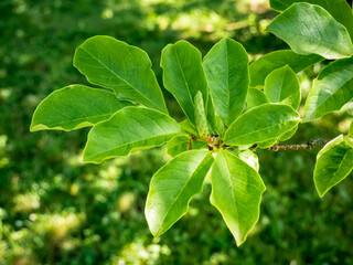 Magnolia denudata green fruit and leaves on a branch. Close up.