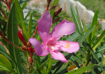 pink magnolia flowers