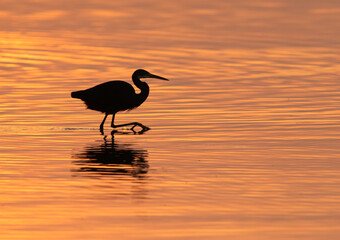 Silhouette of Western reef heron fishing in the morning hours, Bahrain