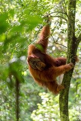 Free, wild male Sumatran orangutan in Gunung Leuser National Park on the Indonesian island of...